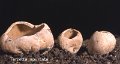 Tarzetta spurcata-amf1418